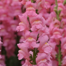 Načíst obrázek do prohlížeče Galerie, Hledík větší - "Potomac Early", Pink