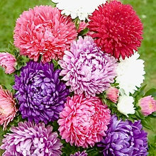 Načíst obrázek do prohlížeče Galerie, Astra čínská - "Milady", Mix Barev