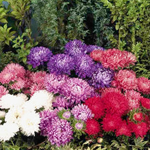 Načíst obrázek do prohlížeče Galerie, Astra čínská - "Milady", Mix Barev