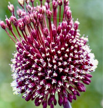 Načíst obrázek do prohlížeče Galerie, Okrasný česnek ametystový - "Forelock", 1ks