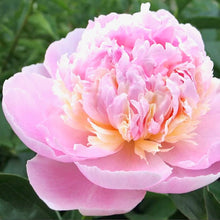 Načíst obrázek do prohlížeče Galerie, Pivoňka - "Angel Cheeks", 1ks