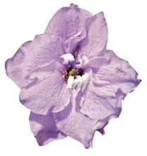 Načíst obrázek do prohlížeče Galerie, Ostrožka "Pacific Giant", Guinevere