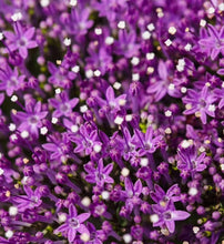 Načíst obrázek do prohlížeče Galerie, Zvonečkovec - "Supreme", Purple