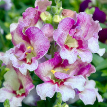 Načíst obrázek do prohlížeče Galerie, Hledík větší drobný - "Sweet Duet", Lavender Speckle