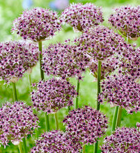 Načíst obrázek do prohlížeče Galerie, Okrasný česnek - "Starlight", 5ks