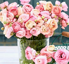 Načíst obrázek do prohlížeče Galerie, Pryskyřník - "Amandine, Pastel Pink", 5ks nebo 10ks