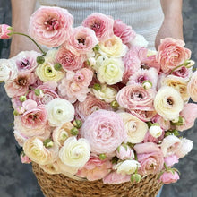 Načíst obrázek do prohlížeče Galerie, Pryskyřník - "Amandine, Porcelaine", 5ks nebo 10ks