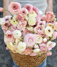 Načíst obrázek do prohlížeče Galerie, Pryskyřník - "Amandine, Porcelaine", 5ks nebo 10ks