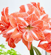 Načíst obrázek do prohlížeče Galerie, Hvězdník (Amaryllis) -"Sunshine (Sunny) Nymph"®, 1ks