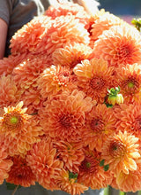 Načíst obrázek do prohlížeče Galerie, Jiřina - "Amber Crystal", 1ks