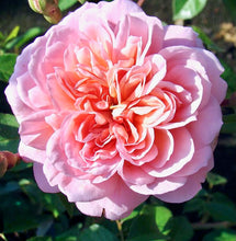 Načíst obrázek do prohlížeče Galerie, Růže - "ANNE BOLEYN®", nádoba 4l