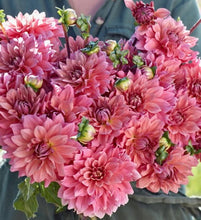 Načíst obrázek do prohlížeče Galerie, Jiřina - "Anne Claire", 1ks