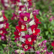 Načíst obrázek do prohlížeče Galerie, Hledík - "F1 Antiquity", Red Bicolour