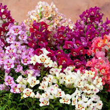 Načíst obrázek do prohlížeče Galerie, Hledík - "F1 Antiquity", Red Bicolour