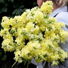 Načíst obrázek do prohlížeče Galerie, Hledík větší - "Madame Butterfly", Yellow