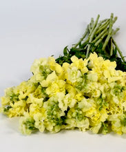 Načíst obrázek do prohlížeče Galerie, Hledík větší - "Madame Butterfly", Yellow