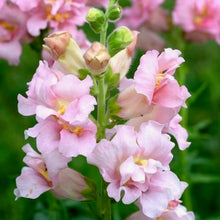 Načíst obrázek do prohlížeče Galerie, Hledík větší - "Madame Butterfy", Pink