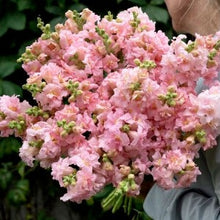 Načíst obrázek do prohlížeče Galerie, Hledík větší - "Madame Butterfy", Pink