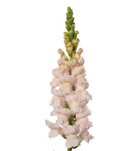 Načíst obrázek do prohlížeče Galerie, Hledík větší - "F1 Avignon II", Silver (F1 Costa Silver II)