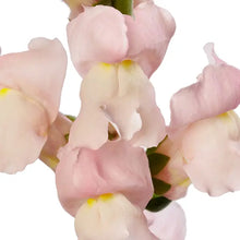 Načíst obrázek do prohlížeče Galerie, Hledík větší - "F1 Avignon II", Pink