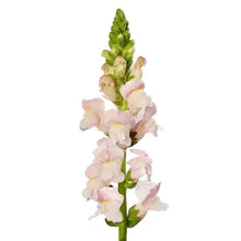 Načíst obrázek do prohlížeče Galerie, Hledík větší - "F1 Avignon II", Pink