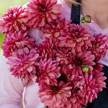 Načíst obrázek do prohlížeče Galerie, Jiřina - "Bacardi", 1ks