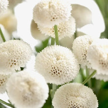 Načíst obrázek do prohlížeče Galerie, Kopretina Řimbaba - "Baya®"