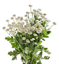 Načíst obrázek do prohlížeče Galerie, Kopretina Řimbaba - "Baya®"