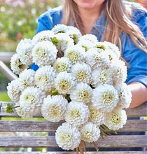 Načíst obrázek do prohlížeče Galerie, Jiřina - "Bazuin Snow Owl", 1ks