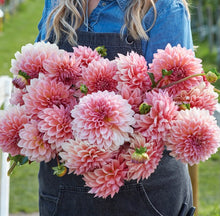 Načíst obrázek do prohlížeče Galerie, Jiřina - "Beauty Queen", 1ks