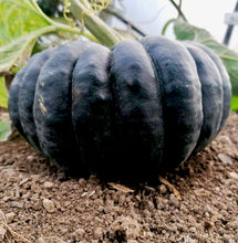 Načíst obrázek do prohlížeče Galerie, Okrasná tykev velkoplodá - "Futtsu Black"