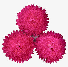 Načíst obrázek do prohlížeče Galerie, Astra čínská - "Bonita", Rose