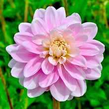 Načíst obrázek do prohlížeče Galerie, Jiřina - "Bracken Ballerina", 1ks