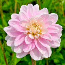 Načíst obrázek do prohlížeče Galerie, Jiřina - "Bracken Ballerina", 1ks