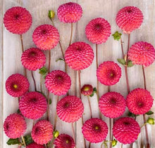 Načíst obrázek do prohlížeče Galerie, Jiřina - "Burlesca", 1ks