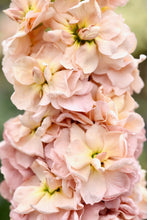 Načíst obrázek do prohlížeče Galerie, Fiala sivá - "Stock. Column", Apricot