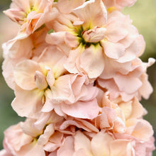 Načíst obrázek do prohlížeče Galerie, Fiala sivá - "Stock. Column", Apricot