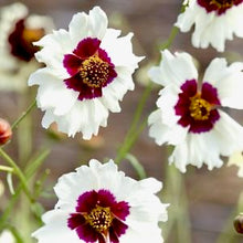 Načíst obrázek do prohlížeče Galerie, Krásnoočko dvoubarevné - "Hybrida", Incredible! Swirl