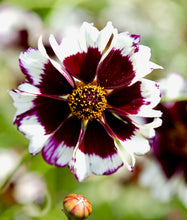 Načíst obrázek do prohlížeče Galerie, Krásnoočko dvoubarevné - "Hybrida", Incredible! Swirl