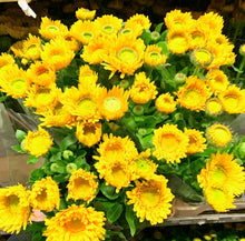 Načíst obrázek do prohlížeče Galerie, Měsíček lékařský- "Greenheart", Yellow