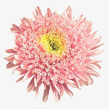 Načíst obrázek do prohlížeče Galerie, Astra čínská - "Standy", Light Pink