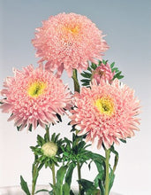 Načíst obrázek do prohlížeče Galerie, Astra čínská - "Standy", Light Pink