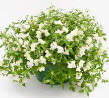 Načíst obrázek do prohlížeče Galerie, Hledík větší - "F1 CANDY showers", White