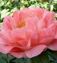 Načíst obrázek do prohlížeče Galerie, Pivoňka - "Coral Sunset", 1ks