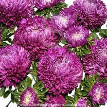 Načíst obrázek do prohlížeče Galerie, Astra čínská - "Balloon", Violet