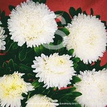 Načíst obrázek do prohlížeče Galerie, Astra čínská - "Balloon", White