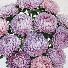 Načíst obrázek do prohlížeče Galerie, Astra čínská - "Lady Coral", Lavender