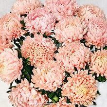 Načíst obrázek do prohlížeče Galerie, Astra čínská - "Tower", Chamois