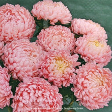 Načíst obrázek do prohlížeče Galerie, Astra čínská - "Tower", Salmon