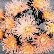 Načíst obrázek do prohlížeče Galerie, Astra čínká - "Valkyrie", Brunhilde, Chamois